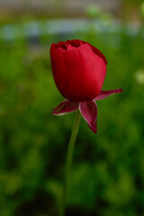 Red ranunculus flower blooming in an outdoor garden.