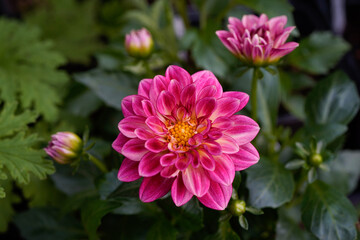 Pinkterific dahlia plant with blooming flowers.