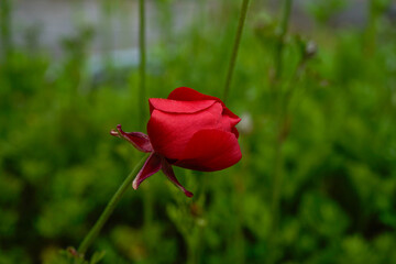 Red ranunculus flower blooming in an outdoor garden.