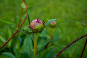 Large peony flower head with ants crawling on it. Organic growing outdoors.