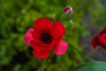 Red ranunculus flower blooming in an outdoor garden.
