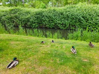 Ducks gathering on the grass. ducks in the park.  Several ducks are resting on the shore of the pond on a warm sunny day. 