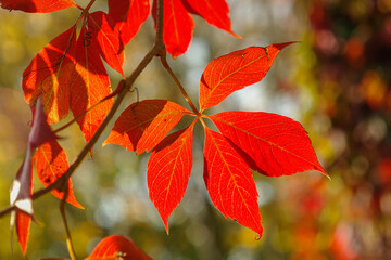 Closeup of Grapevine leaf in vibrant autumn color 