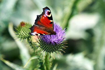 butterfly peacock on purple flower thistle ruffled in summer