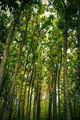 sunlight in the forest