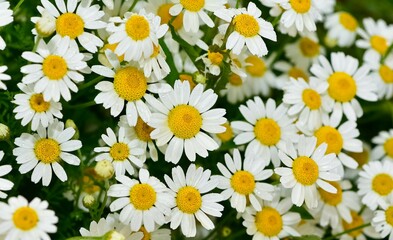 flowers growing in rural areas. wild white daisy photos.
