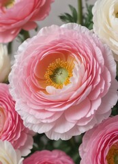 Close-up shot of vibrant ranunculus, showcasing layered petals in soft pink and white , macro, garden
