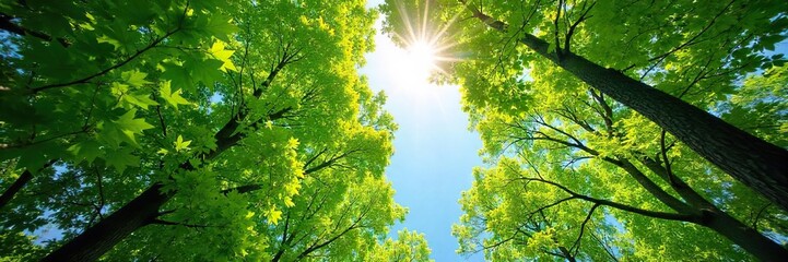 Sun-dappled forest canopy, vibrant green leaves reaching towards a bright blue sky  A peaceful scene of nature's beauty, perfect for backgrounds or environmental themes , ecosystem, sky, organic