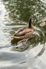 Single brown duck swimming across a calm water surface with soft ripples and light reflections.

