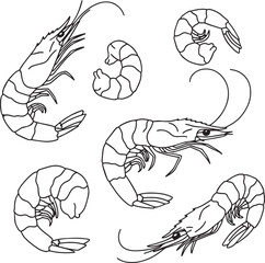 Line art illustration of various shrimps prawns seafood