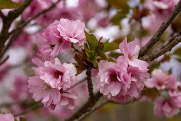 Close-up of vibrant pink double blossoms of Japanese cherry tree Prunus serrulata Kanzan in full spring bloom. Delicate petal texture, botanical beauty and ornamental value in urban landscapes