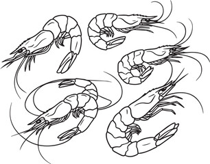 Five line drawings of shrimp seafood ocean food