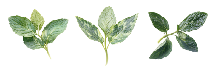 Fresh green mint leaves close up isolated, aromatic herb for culinary and medicinal use on transparent background