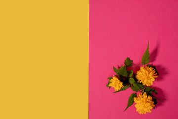 Yellow flowers on yellow and pink backgrounds. Flowerscape flat lay.