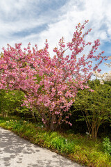 Naklejka premium Japanese cherry or Prunus Serrulata Kanzan plant in Saint Gallen in Switzerland 19.4.25