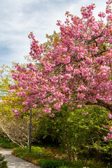 Japanese cherry or Prunus Serrulata Kanzan plant in Saint Gallen in Switzerland 19.4.25