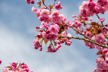 Japanese cherry or Prunus Serrulata Kanzan plant in Saint Gallen in Switzerland 19.4.25
