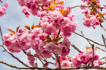 Japanese cherry or Prunus Serrulata Kanzan plant in Saint Gallen in Switzerland 19.4.25