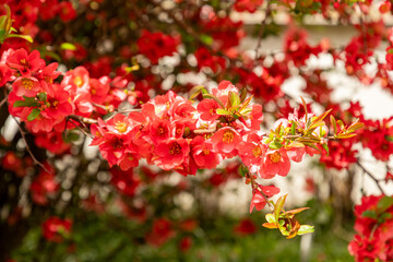 Chaenomeles Bastard Van Tol plant in Saint Gallen in Switzerland 19.4.25
