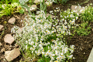 Primula Nutaniflora plant in Saint Gallen in Switzerland 19.4.25