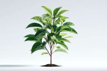 Obraz premium Young Plant Growing in Soil Green Leaves Nature Ecology Spring Growth