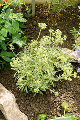 Whorled buckwheat or Eriogonum Heracleoides plant in Saint Gallen in Switzerland 19.4.25