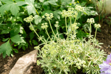 Whorled buckwheat or Eriogonum Heracleoides plant in Saint Gallen in Switzerland 19.4.25