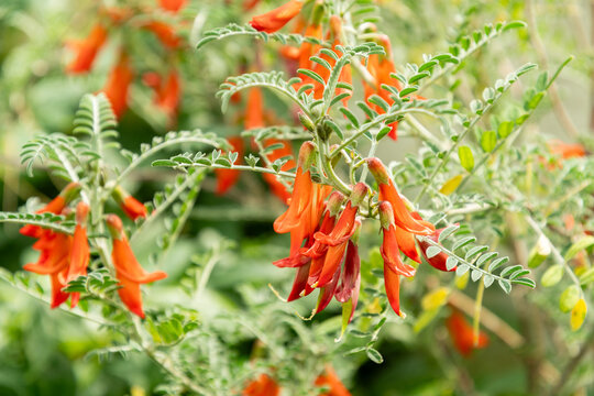 Sutherlandia Images  Browse 42 Stock Photos, Vectors, and Video | Adobe  Stock