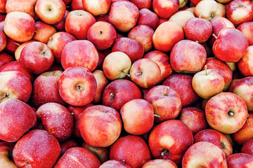 Harvest of apples for juice and puree production, fruit sales and business. Close up a lot of delicious shiny ripe fresh red apples in farm, warehouse or store, outdoor, copy space, panorama
