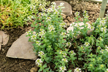 Aethionema Thomasianum plant in Saint Gallen in Switzerland 19.4.25