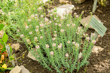 Aethionema Diastrophis plant in Saint Gallen in Switzerland 19.4.25