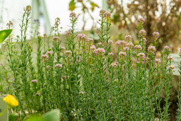 Fototapeta premium Aethionema Diastrophis plant in Saint Gallen in Switzerland 19.4.25