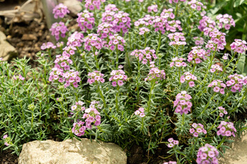 Aethionema Schistosum plant in Saint Gallen in Switzerland 19.4.25