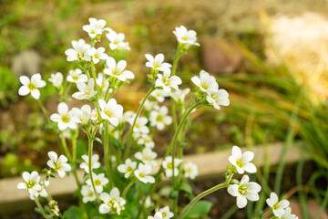 Meadow saxifrage or Saxifraga Granulata plant in Saint Gallen in Switzerland 19.4.25