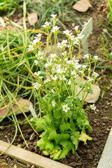 Meadow saxifrage or Saxifraga Granulata plant in Saint Gallen in Switzerland 19.4.25