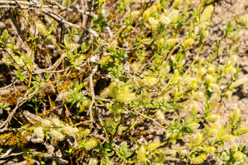 Halberd willow or Salix Hastata plant in Saint Gallen in Switzerland 19.4.25