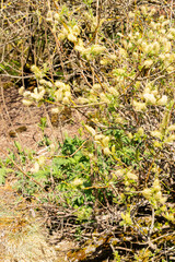 Halberd willow or Salix Hastata plant in Saint Gallen in Switzerland 19.4.25