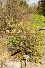 Halberd willow or Salix Hastata plant in Saint Gallen in Switzerland 19.4.25
