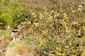 Halberd willow or Salix Hastata plant in Saint Gallen in Switzerland 19.4.25 © Robert