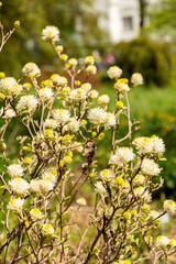 Witch alder or Fothergilla Gardenii plant in Saint Gallen in Switzerland 19.4.25