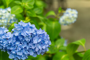 参道に咲く青い紫陽花