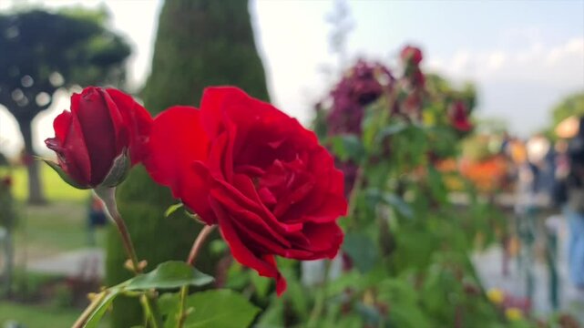 Rose in Chashme Shahi Beautifully terraced garden and a colorful flowers make Chashma Shahi beautiful than any other parks and gardens of Kashmir. Shah Jahan's creation it.