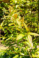 Moupin willow or Salix Moupinensis plant in Saint Gallen in Switzerland 19.4.25