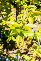 Obraz premium Moupin willow or Salix Moupinensis plant in Saint Gallen in Switzerland 19.4.25
