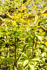 Fototapeta premium Moupin willow or Salix Moupinensis plant in Saint Gallen in Switzerland 19.4.25