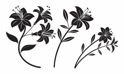 Elegant black and white lily flower silhouettes botanical illustration