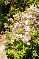 Royal azalea or Rhododendron Schlippenbachii plant in Saint Gallen in Switzerland 19.4.25