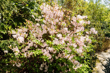 Royal azalea or Rhododendron Schlippenbachii plant in Saint Gallen in Switzerland 19.4.25