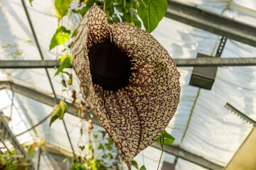 Pelican flower or Aristolochia Grandiflora plant in Saint Gallen in Switzerland 19.4.25