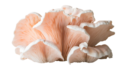 Pink oyster mushroom close up macro shot edible fungi gourmet ingredient food photography on transparent background